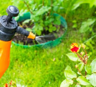 Chemical-Free Methods of Pest Control