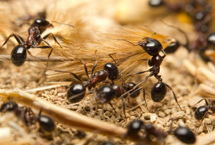 A homeowner’s guide to black garden ants