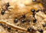 A homeowner’s guide to black garden ants